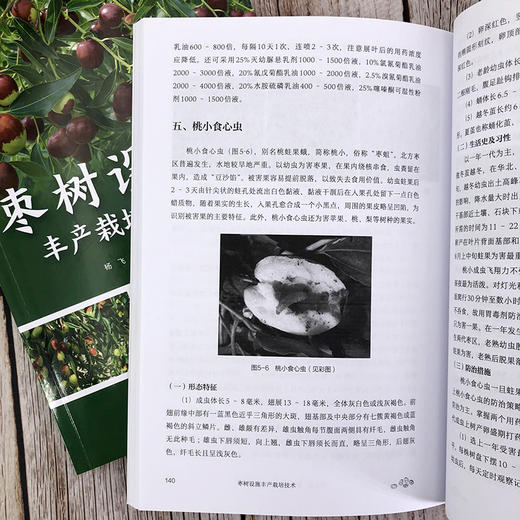 枣树设施丰产栽培技术 商品图9