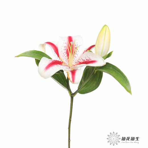 百合 | 笑脸 商品图2