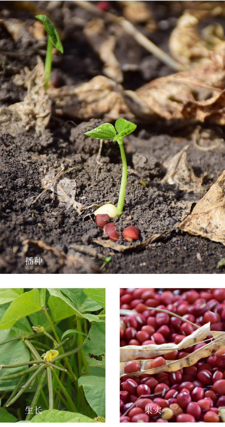 香畴红豆 自然农法种植红小豆 500g/袋