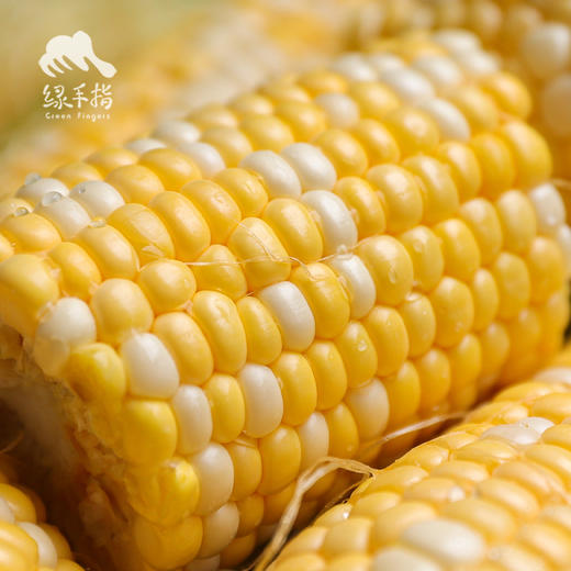 生态肇庆水果玉米 | 合作生产*Ecological fruit corn/waxy corn |Partner Production 商品图2