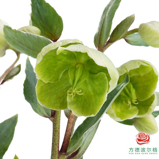 兔葵-绿色 商品图1