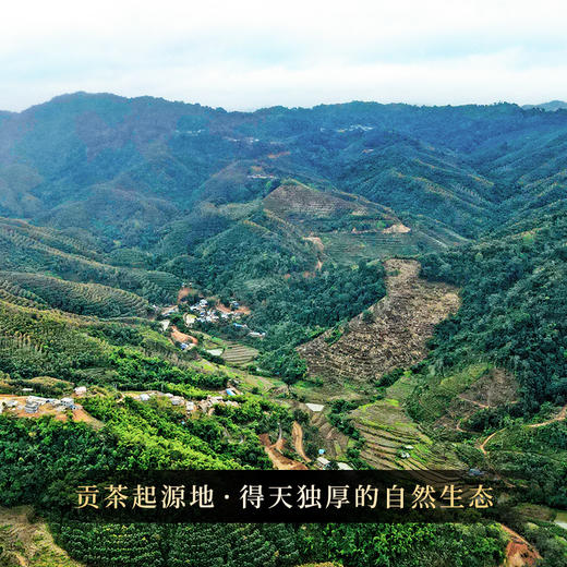 【积分兑换】【古票—象票】横跨五年曼松王子山完美融合，仅内部茶友专享，整提出售高奢产品 商品图7