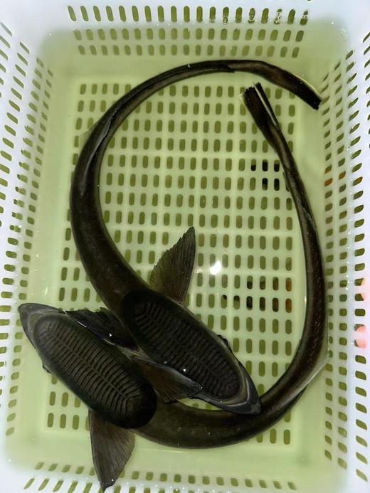 吸盘鲨 商品图0