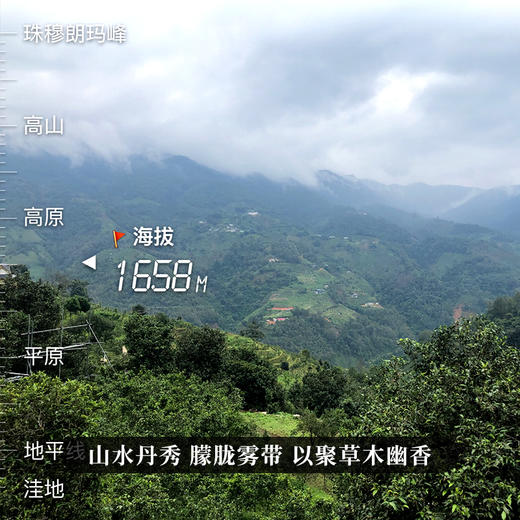 【冰岛老寨单株】900年古树单株象征着茶界的奢侈巨作礼盒装收藏送礼满足多场景应用357克/饼 商品图1