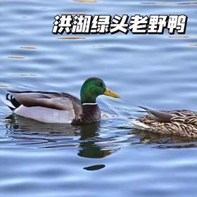 【洪湖绿头野鸭】天然散养12个月以上，带溯源码，清水炖出好味道，红烧更惊艳，无膻味！久炖肉不散，紧实有嚼劲，肥而不腻！