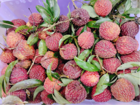 活动荔枝王3斤（拼团)