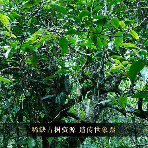 【积分兑换】【古票—象票】横跨五年曼松王子山完美融合，仅内部茶友专享，整提出售高奢产品 商品图6