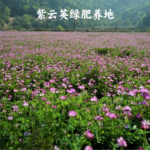 香畴自然农法紫糯米 浙江金华老种子 500g/袋 商品图6