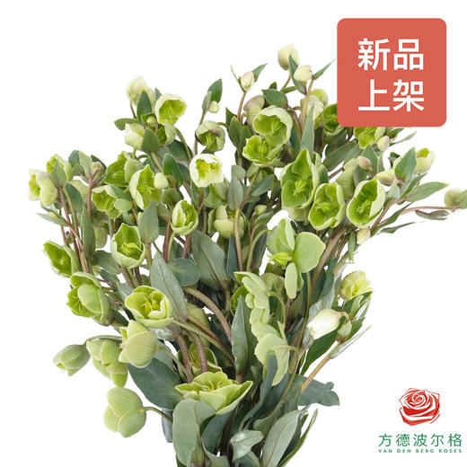 兔葵-绿色 商品图0