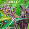 香畴自然农法紫糯米 浙江金华老种子 500g/袋 商品缩略图5