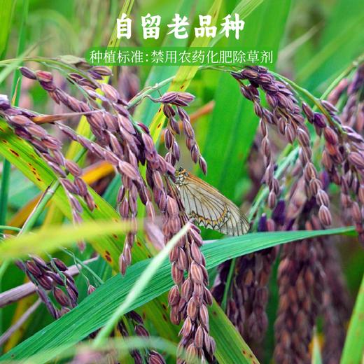 香畴自然农法紫糯米 浙江金华老种子 500g/袋 商品图5