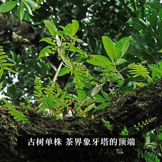 【冰岛老寨单株】900年古树单株象征着茶界的奢侈巨作礼盒装收藏送礼满足多场景应用357克/饼 商品图8