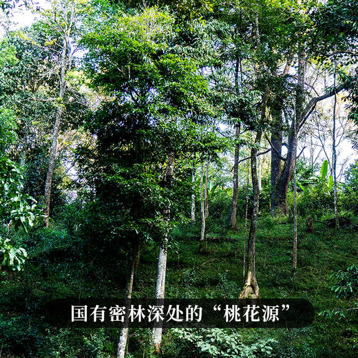 【大师手作—桃子寨】宣哥亲制产品本系列首次上新，宣哥出品必出精品来自七年宣哥珍藏的名山桃子寨 商品图1