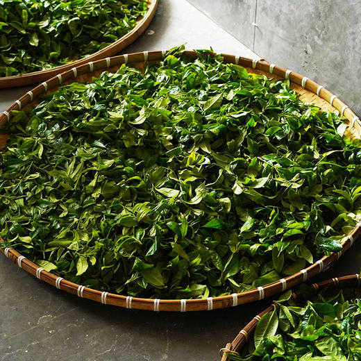 【冰岛老寨单株】900年古树单株象征着茶界的奢侈巨作礼盒装收藏送礼满足多场景应用357克/饼 商品图2