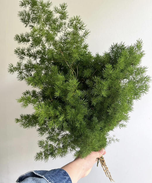 国产花材-【蓬莱松】鲜切 商品图0