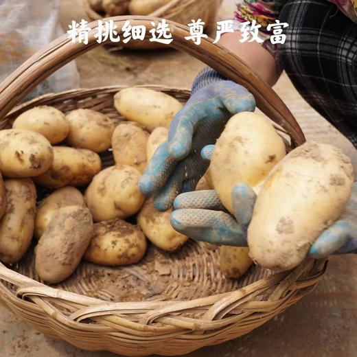 山阳县 爱心助农 高山土豆 3斤/5斤 商品图1