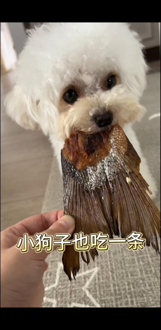 烘干三文鱼尾洁齿磨牙美毛补钙大号一只独立装（鱼油溢出属于正常现象介意勿拍） 商品图7