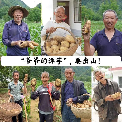 山阳县 爱心助农 高山土豆 3斤/5斤 商品图0