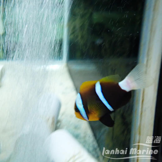 蓝纹双带小丑 商品图2