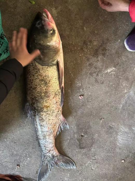 柴熏野生冷水鱼干（500克/盒） 商品图4