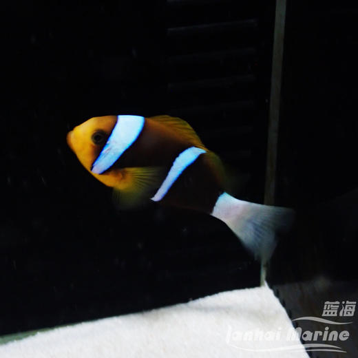蓝纹双带小丑 商品图1