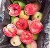血丝蜜桃 |山东水果 商品缩略图0