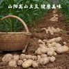 山阳县 爱心助农 高山土豆 3斤/5斤 商品缩略图3