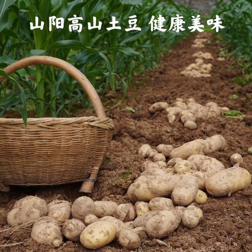 山阳县 爱心助农 高山土豆 3斤/5斤 商品图3