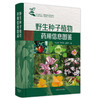 【出版社直销】野生种子植物药用信息图鉴(彩图版）刘金杰 李叶双 赵春燕 著 中国中医药出版社 中药学中华本草全国中草药汇编 商品缩略图5