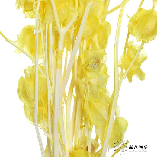 永生花材 | 灯笼果黄色 商品图3