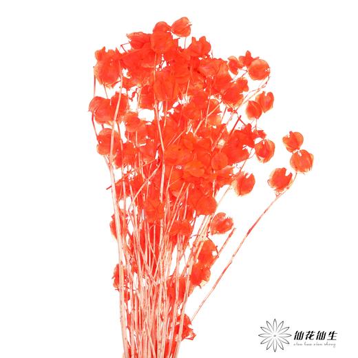 永生花材 | 灯笼果橙红 商品图0