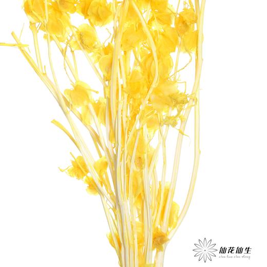 永生花材 | 灯笼果橙色 商品图2