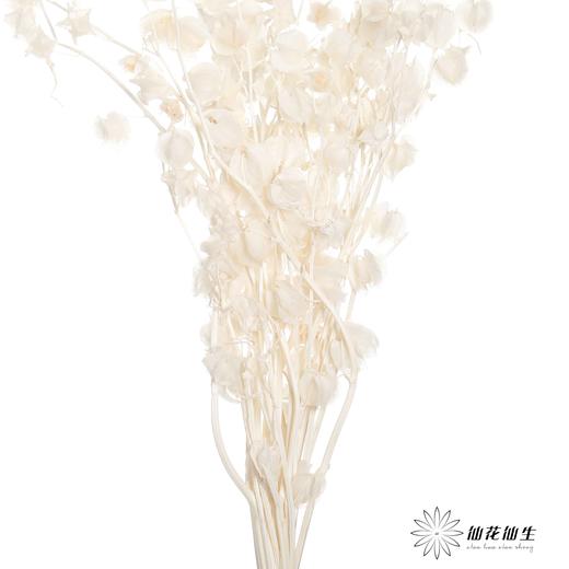 永生花材 | 灯笼果白色 商品图4