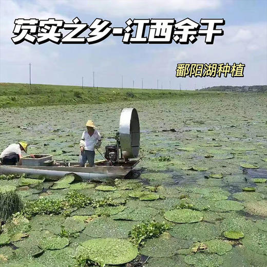 【芡实】“芡实之乡”江西鄱阳湖区域，地标产品，自然晾晒，A级品质，新货不熏硫。煮粥、打浆，告别身上湿哒哒！ 商品图1