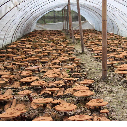 【破壁灵芝孢子粉】有机仿野生种植，蓝帽子认证，破壁率高达99.1% 商品图6