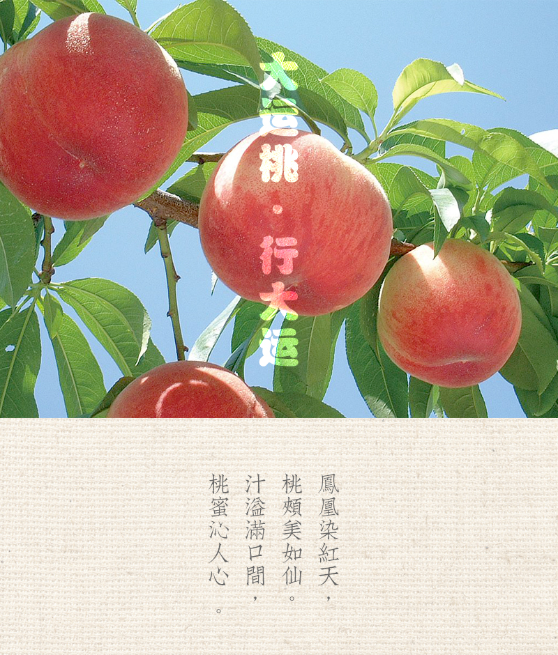 龙泉驿水蜜桃 凤凰桃