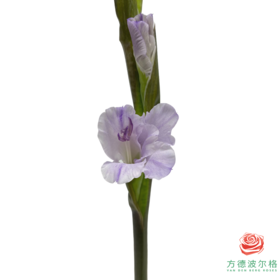 剑兰 香芋紫 5支一扎