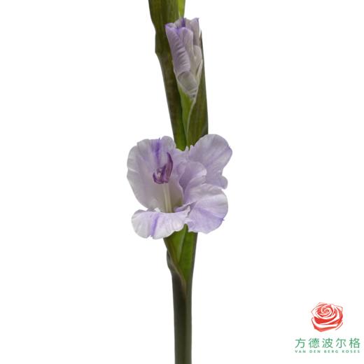 剑兰 香芋紫 5支一扎 商品图0