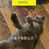 12.3一起撸猫＋桌游，爱宠物的人儿都很暖哟~（杭州活动） 商品缩略图0
