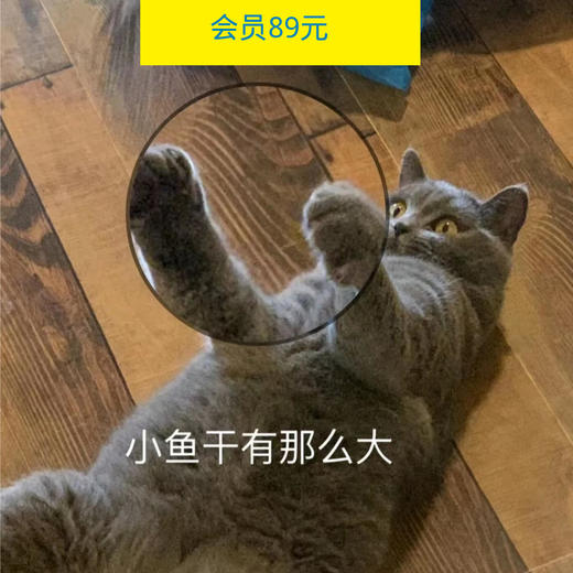 12.3一起撸猫＋桌游，爱宠物的人儿都很暖哟~（杭州活动） 商品图0
