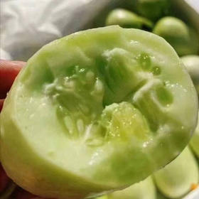 解腻，减肥必备！玉女奶油小黄瓜全新上线，籽小味浓，风味十足，肉质细腻，口感脆甜非常好吃，直接吃、蘸酱吃都充满着诱惑，是一款值得你们信赖的水果黄瓜！3斤/份