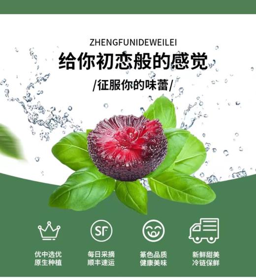 慈溪精选现摘大颗杨梅 商品图2