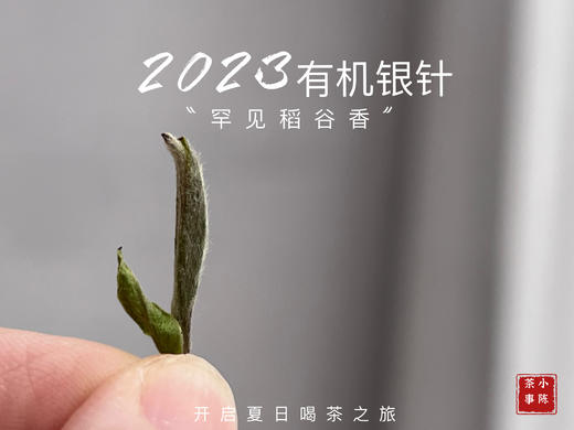 【2023春茶】2023有机银针，两个月就生出了人家一年才生成的稻谷香，太与众不同了！ 商品图3