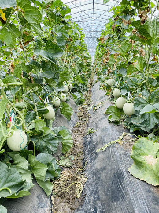 阿林有机种植甜瓜 商品图1