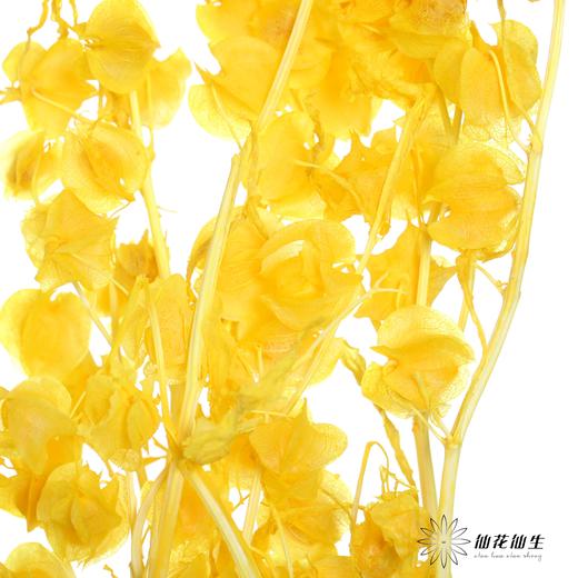 永生花材 | 灯笼果橙色 商品图3