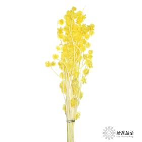 永生花材 | 灯笼果黄色