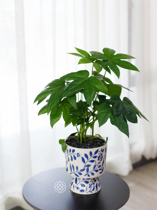 八角金盘 商品图0