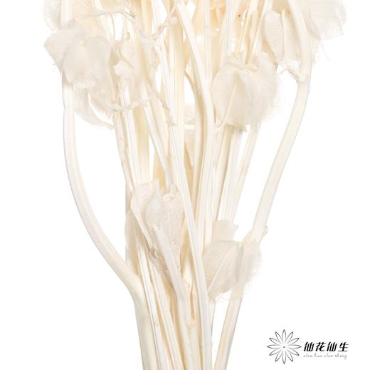 永生花材 | 灯笼果白色 商品图2