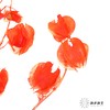 永生花材 | 灯笼果橙红 商品缩略图1