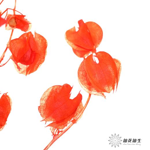 永生花材 | 灯笼果橙红 商品图1